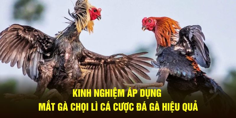 Kinh nghiệm áp dụng mắt gà chọi lì cá cược đá gà hiệu quả